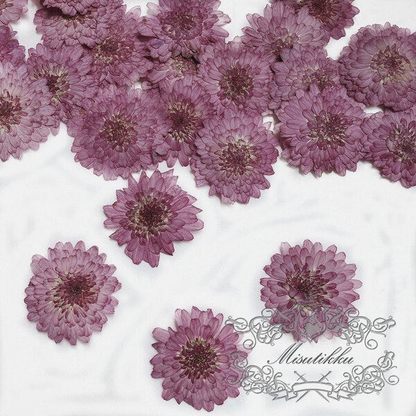 20 PCS Set (3-4CM) Pressed Purple Flowers, Pressed Dried Purple Flowers, Perseveration Flat Flower, Pressed Dry Flowers, Real Dried Flowers