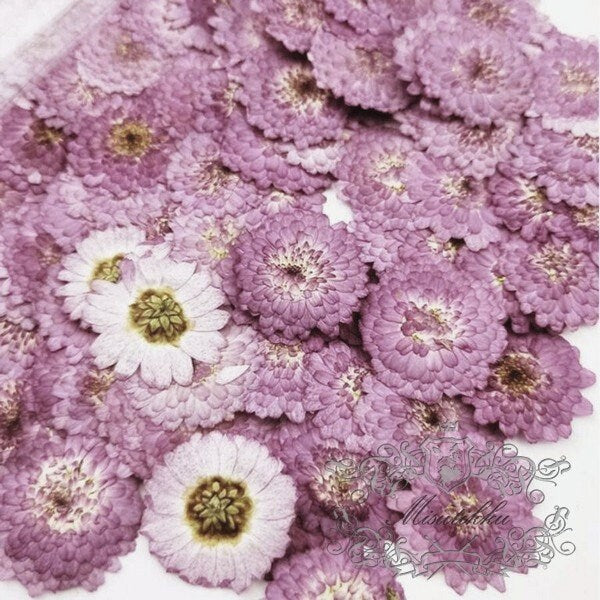 20 PCS Set (3-4CM) Pressed Purple Flowers, Pressed Dried Purple Flowers, Perseveration Flat Flower, Pressed Dry Flowers, Real Dried Flowers