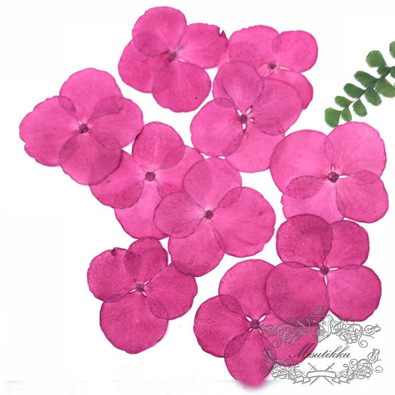 20 PCS/Set (2-3CM) Pressed Dried Flower, Pressed Hydrangea Flower, Hot Pink Dried Hydrangea Flower, Real Hydrangea Flowers, Pink Flat Flower