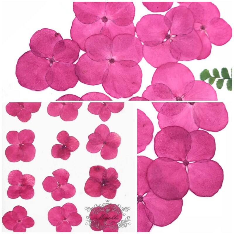 20 PCS/Set (2-3CM) Pressed Dried Flower, Pressed Hydrangea Flower, Hot Pink Dried Hydrangea Flower, Real Hydrangea Flowers, Pink Flat Flower