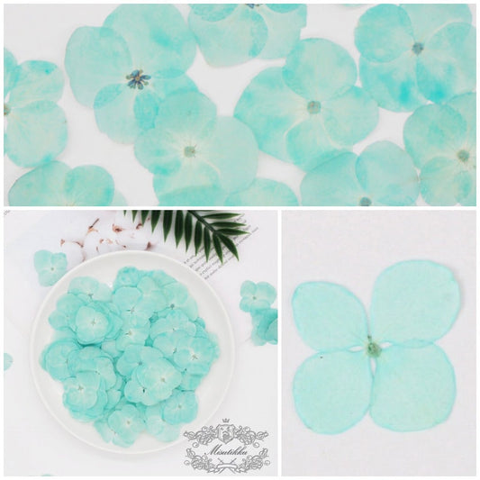 20 PCS/Set (2-3CM) Pressed Flowers Hydrangea, Dried Blue Hydrangea Flower, Pressed Real Blue Hydrangea Flower, Flat Preserved Dried Flowers