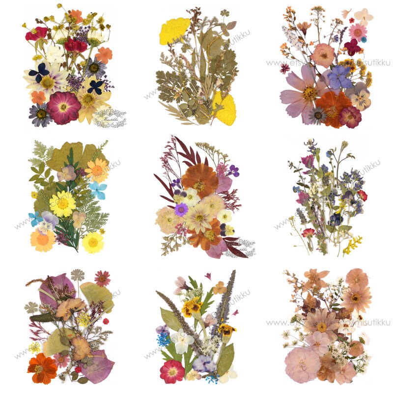 20 PCS SAMPLE PACK Mixed Dried Flowers, Pressed Real Flowers, Dried Pressed Flower, Pressed Flat Flowers, Natural Real Pres Dried Flowers