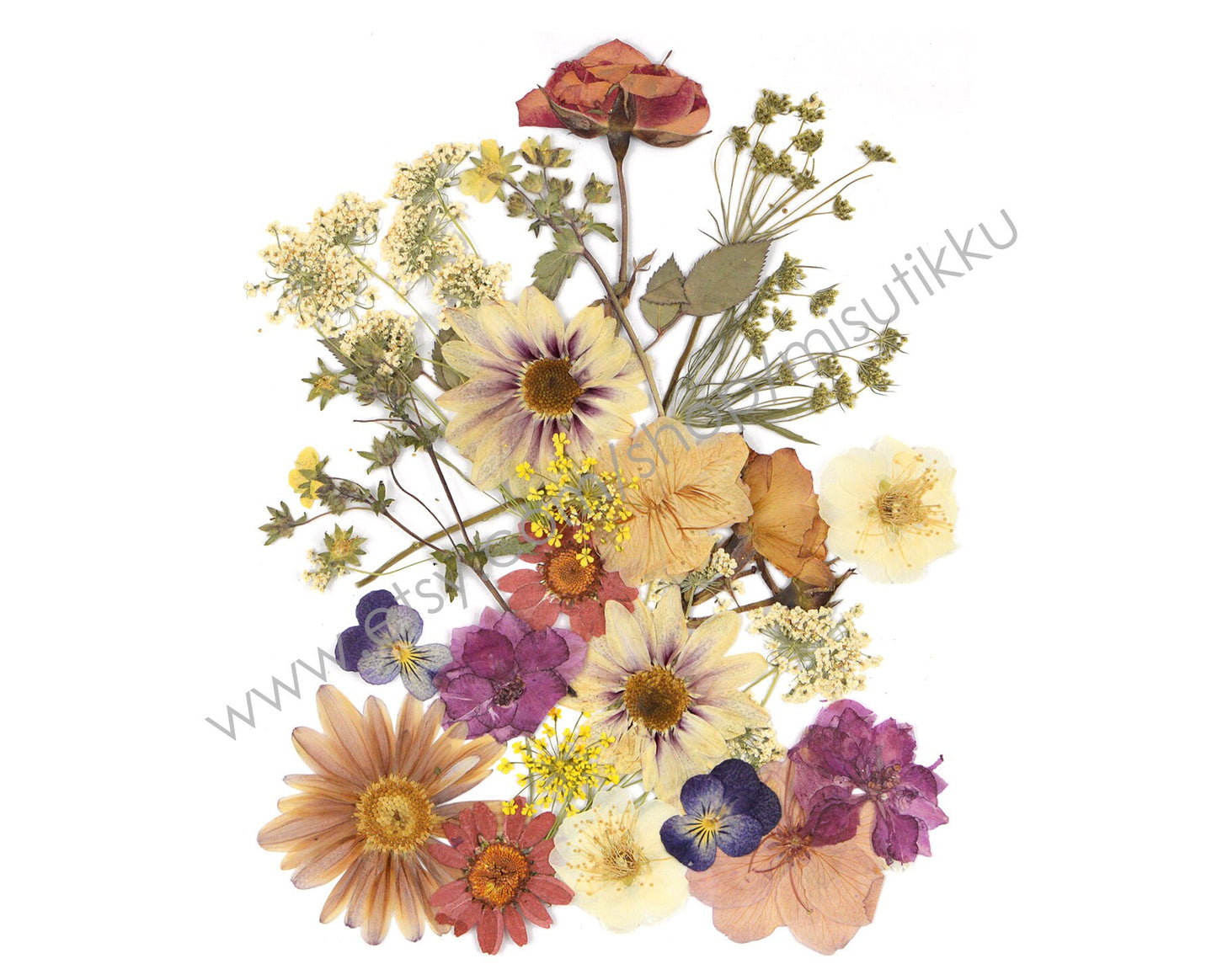 20 PC SAMPLE PACK Dried Pressed Flowers Assorted, Mixed Pressed Real Dried Flowers, Preserved Dried Flowers, Pressed Flat Flowers Bulk