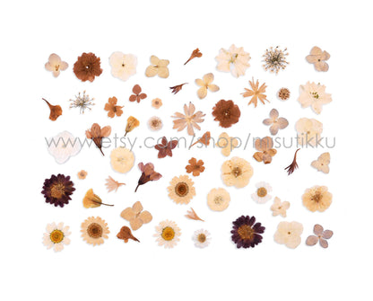 100 PCS Set Pressed Dried Flowers, Ivory White Flowers Assorted, Brown Flower Stems, Real Dried Pressed Flower, Mix Flat White Flowers