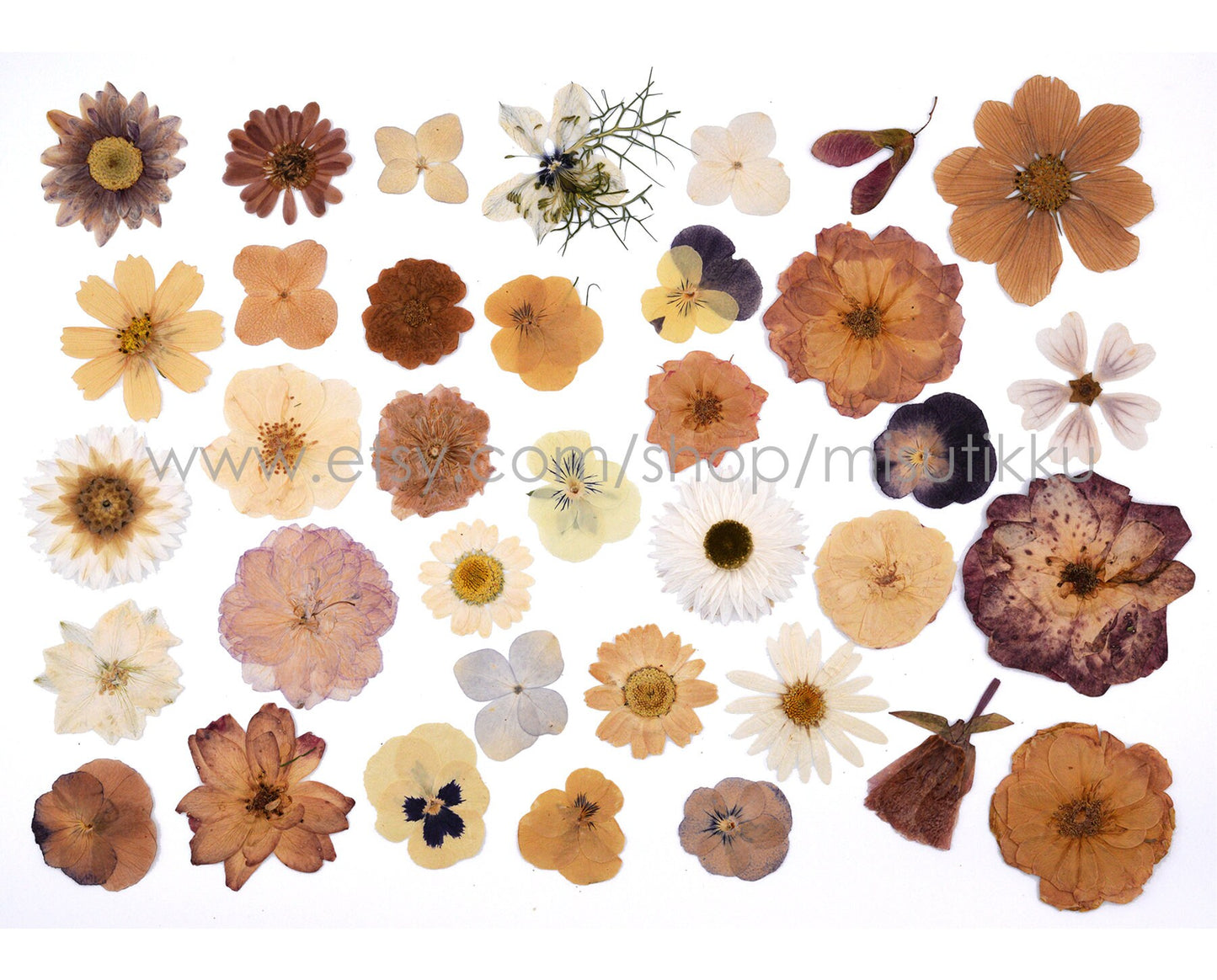 100 PCS Set Pressed Dried Flowers, Ivory White Flowers Assorted, Brown Flower Stems, Real Dried Pressed Flower, Mix Flat White Flowers