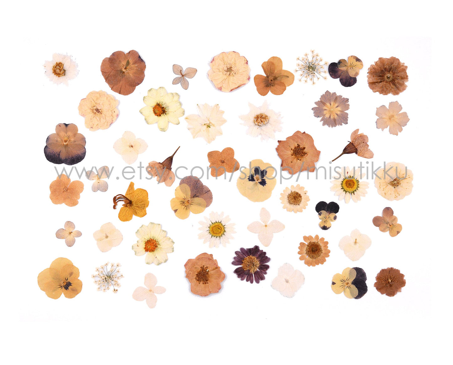 100 PCS Set Pressed Dried Flowers, Ivory White Flowers Assorted, Brown Flower Stems, Real Dried Pressed Flower, Mix Flat White Flowers