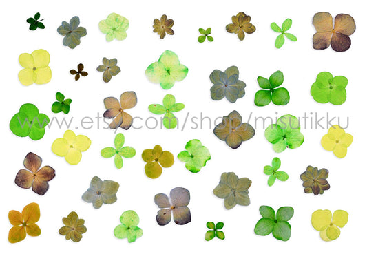 20 PCS Set (2-3CM) Pressed Green Hydrangea Flower, Dried Flower Pressed, Dried Hydrangea Flowers, Pressed Hydrangea, Real Pressed Flower