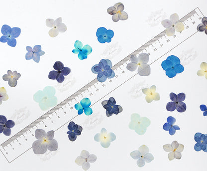 20 PCS Set (1.5-3CM) Pressed Hydrangea Dried Flower, Blue Dried Hydrangea Flowers, Flat Pressed Dried Flowers, Real Hydrangea pressed Flower