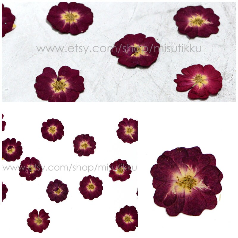 12 PCS/Set (3-4CM) Pressed Rose Flowers, Real Dried Roses, Pressed Burgundy Red Rose Flowers, Real Flat Rose, Pressed Rose Dried Flowers,