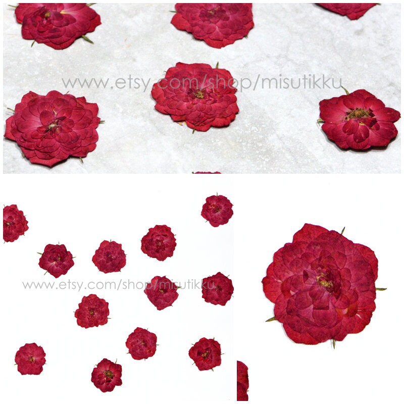 20 PCS Set (2.5-3.5CM) Pressed Red Roses, Real Dried Pressed Roses, Pressed Rose Flower, Preserved Flat Dried Rose Petals Rose flower