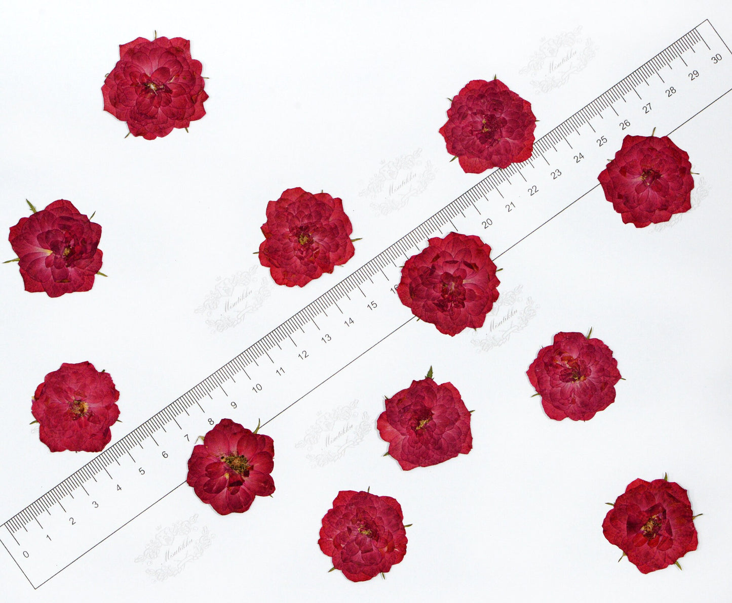 20 PCS Set (2.5-3.5CM) Pressed Red Roses, Real Dried Pressed Roses, Pressed Rose Flower, Preserved Flat Dried Rose Petals Rose flower