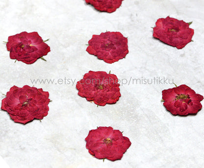 20 PCS Set (2.5-3.5CM) Pressed Red Roses, Real Dried Pressed Roses, Pressed Rose Flower, Preserved Flat Dried Rose Petals Rose flower