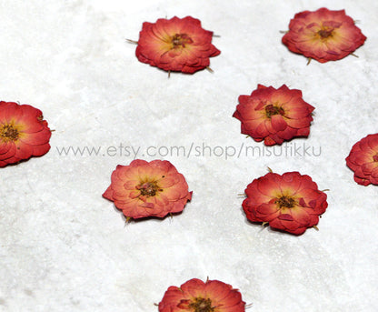 20 PCS/Set (3.5-5CM) Pressed Roses, Dried Rose Flowers, Pressed Dried Flowers, Red Rose Dried Flowers, Pressed Real Roses, Flat Rose Flower