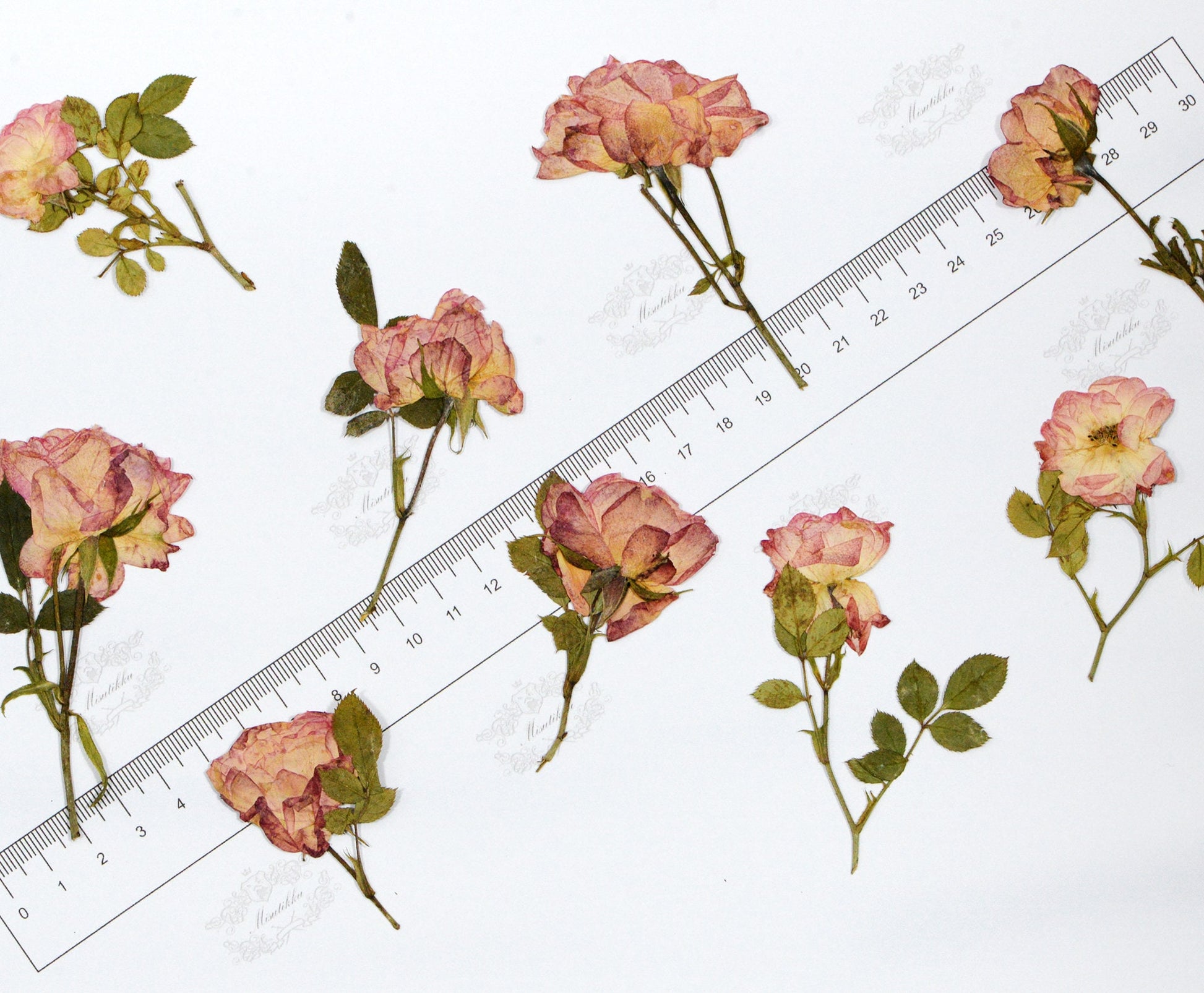 12 PCS Set (6-9CM) Dried Pressed Flowers Roses Stems, Pressed Dried Flower Roses, Real Dried Flat Roses, Preserved Real Dried Rose Flowers