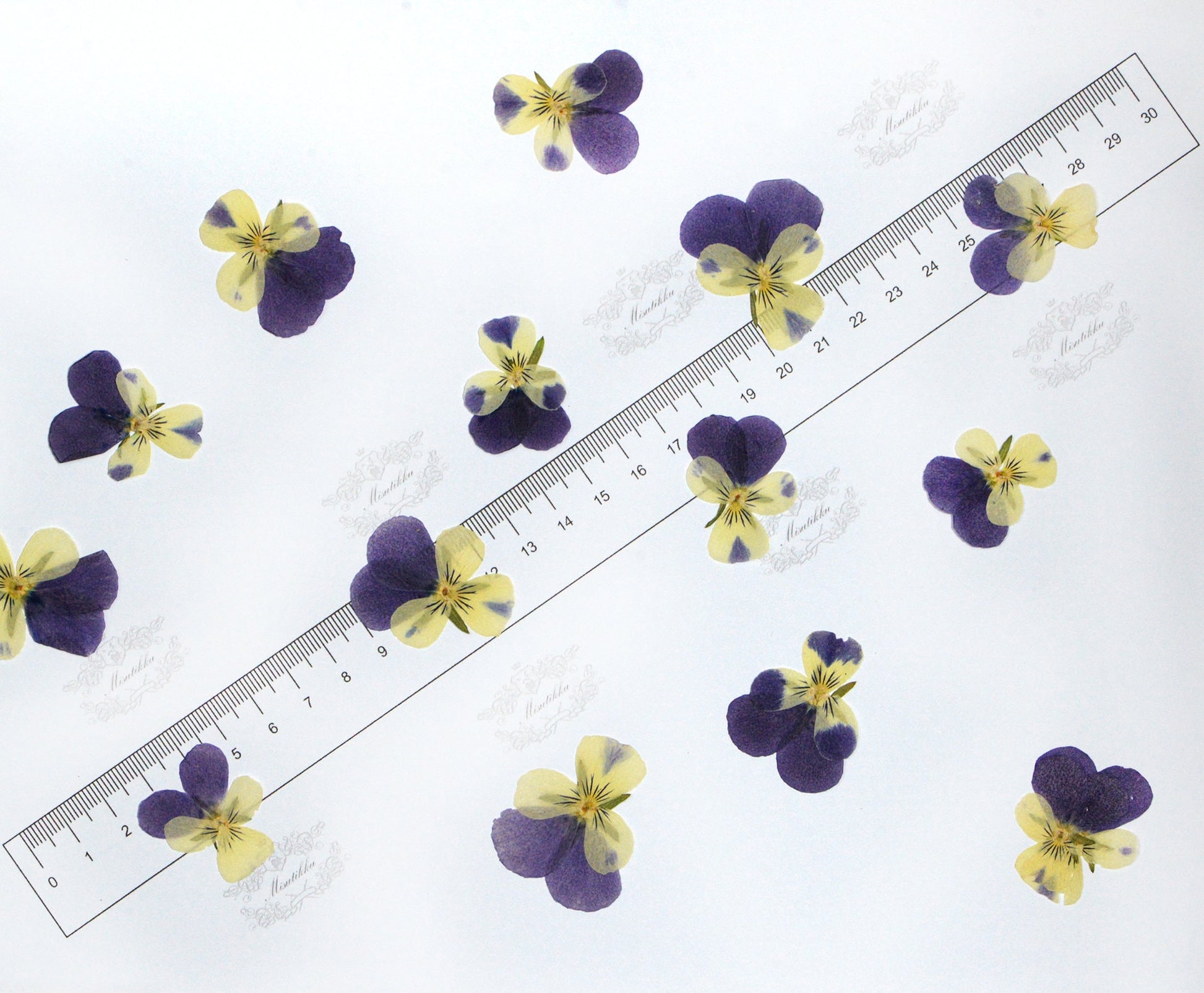 12 PCS set (2-3CM) Pressed Dried Pansy Flowers, Pressed Dried Pansies, Pressed Blue Viola Flower, Real Pressed Viola Pansy, Dried Flat Pansy