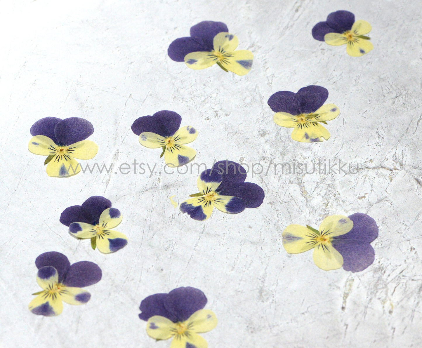 12 PCS set (2-3CM) Pressed Dried Pansy Flowers, Pressed Dried Pansies, Pressed Blue Viola Flower, Real Pressed Viola Pansy, Dried Flat Pansy