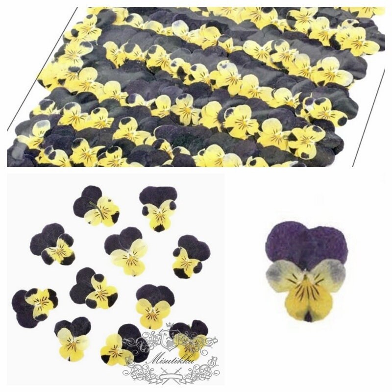 20 PCS set (2-3CM) Pressed Pansy Viola Flowers, Dried Pansy Flowers, Pressed Dried Viola Pansy Flowers, Flat Viola Real Dried Pansies