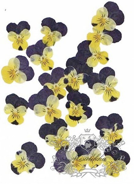 20 PCS set (2-3CM) Pressed Pansy Viola Flowers, Dried Pansy Flowers, Pressed Dried Viola Pansy Flowers, Flat Viola Real Dried Pansies