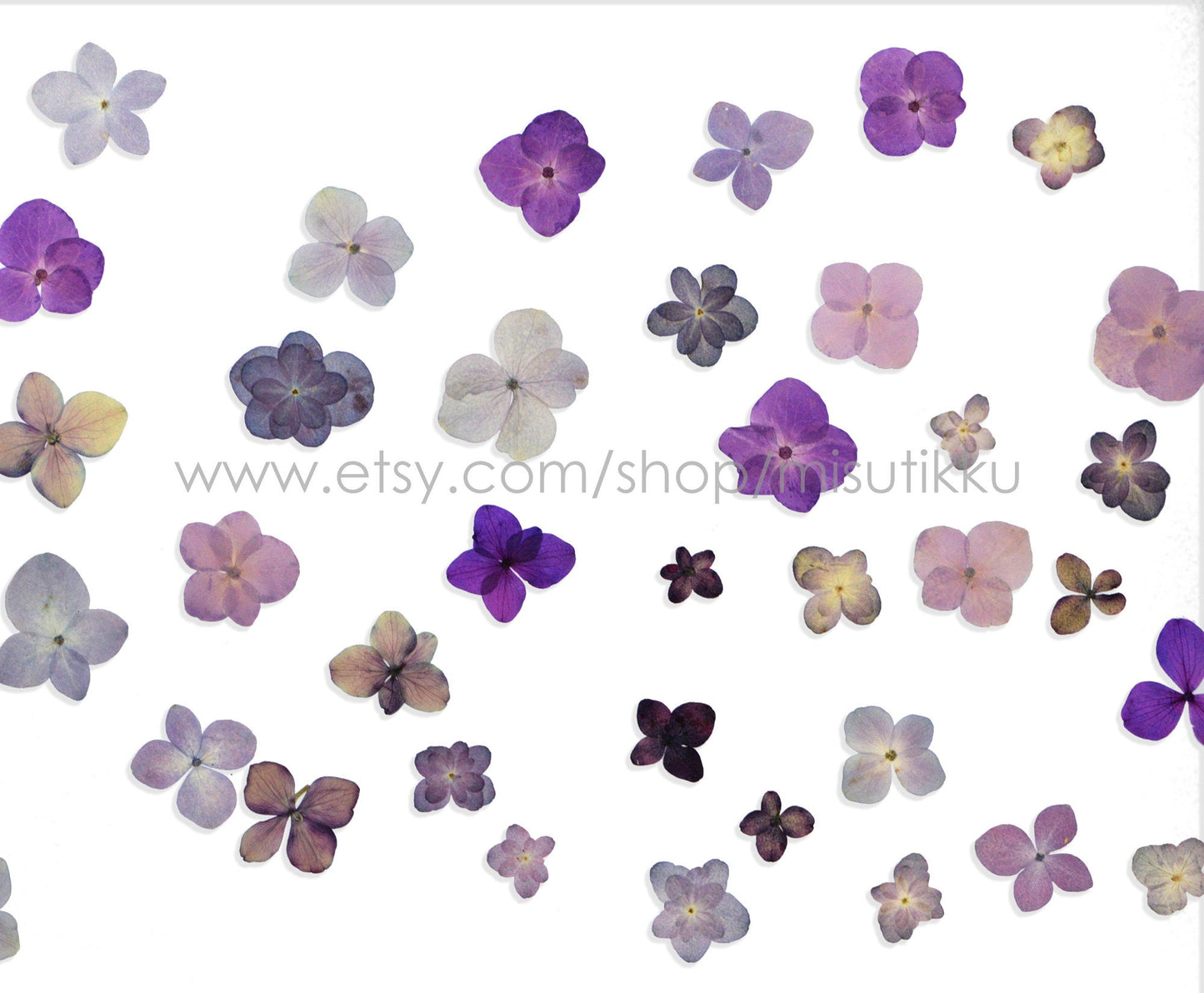 20 PCS (1-3.5CM) Mixed Pressed Purple Hydrangea Flowers, Pressed Dried Hydrangea Flowers, Pressed Real Flat Flower, Pressed Hydrangea Flower