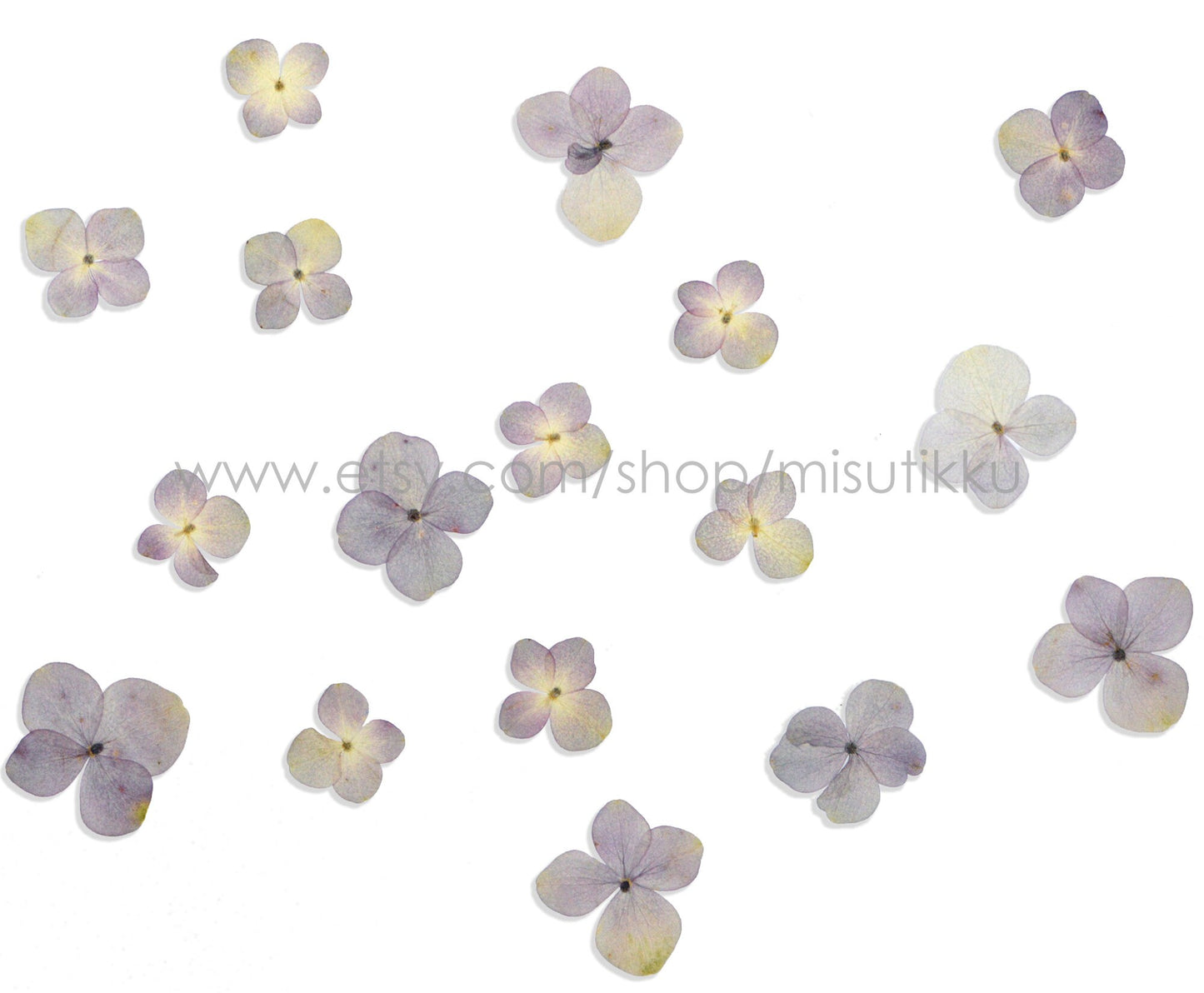 20 PCS Set (2-3CM) Pressed Dried Flower, Dark Purple Hydrangea Flower, Dried Real Flower, Pressed flat Flowers Preserved Hydrangea Flowers