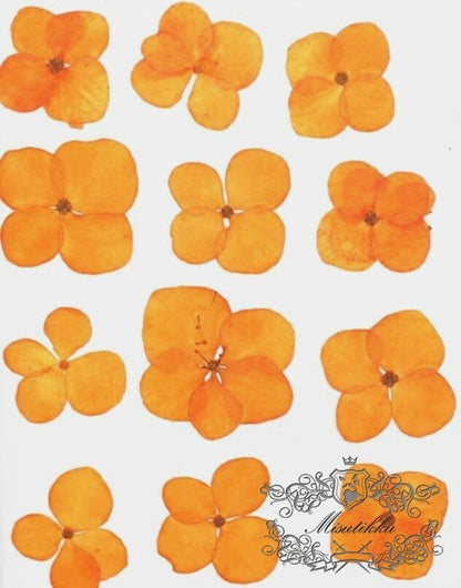 20 PCS Set (2.5-3.5CM) Pressed Orange Hydrangea Flower, Dried Hydrangea Flowers, Pressed Orange Flat Flowers, Pressed Hydrangea Real Flowerr