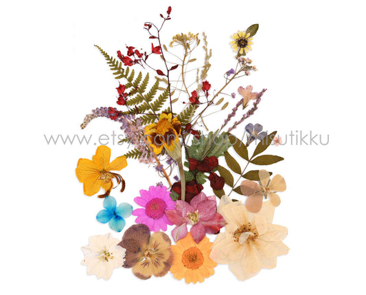 20 PC SAMPLE PACK Dried Pressed Flowers Assorted Pack, Mixed Pressed Red Dried Flowers, Preserved Real Flowers, Pressed Flat Flowers Bulk