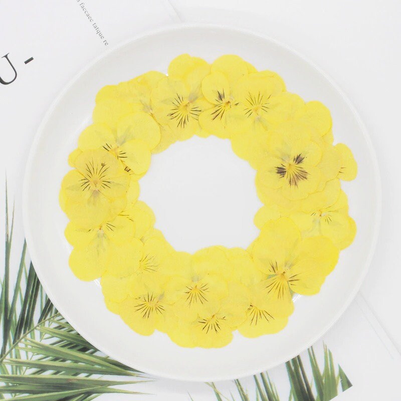 20 PCS set (2 Sizes) Pressed Pansy Flowers, Pressed Dried Flat Yellow Pansies, Pressed Yellow Dried Viola Flower, Real Pressed Viola Pansy