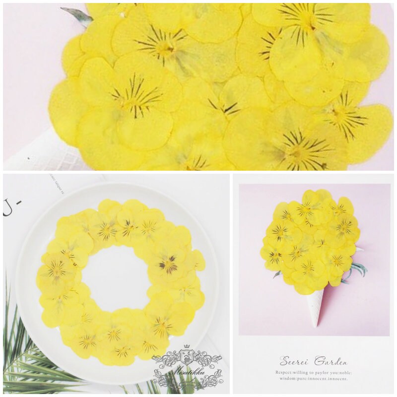 20 PCS set (2 Sizes) Pressed Pansy Flowers, Pressed Dried Flat Yellow Pansies, Pressed Yellow Dried Viola Flower, Real Pressed Viola Pansy