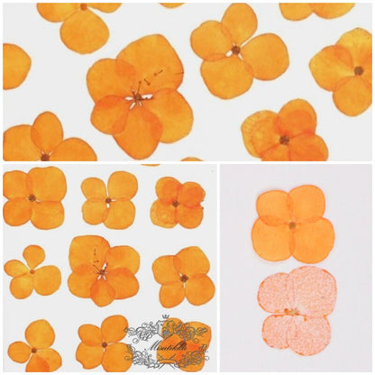 20 PCS Set (2.5-3.5CM) Pressed Orange Hydrangea Flower, Dried Hydrangea Flowers, Pressed Orange Flat Flowers, Pressed Hydrangea Real Flowerr