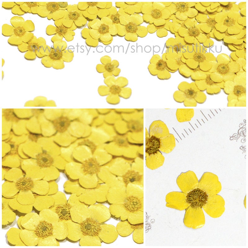 12 PCS Set (1.5-2.5CM) Pressed Flower Buttercups, Flat Dried Flower Yellow Buttercups, Pressed Dried Yellow Flowers, Dried Pressed Buttercup