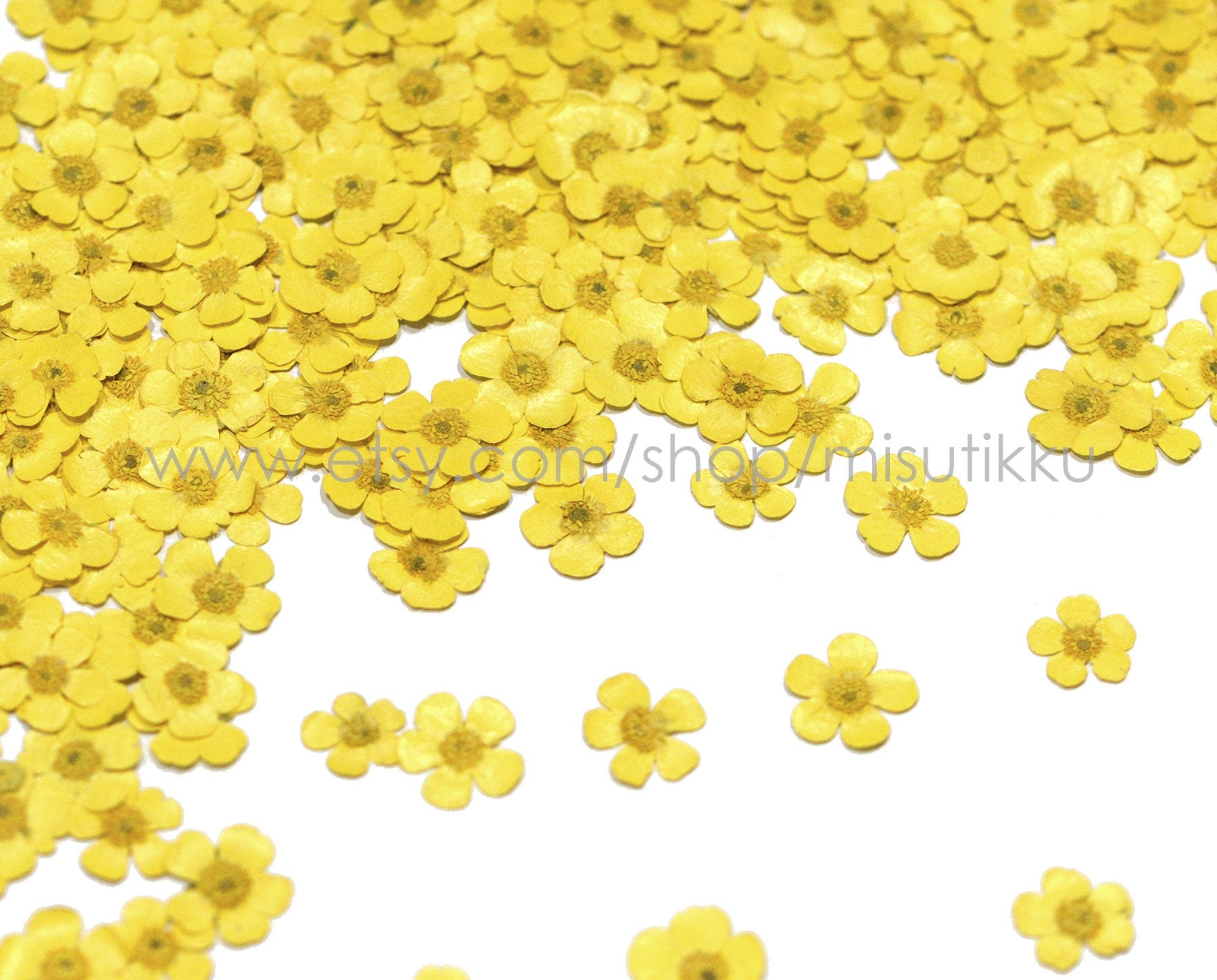 12 PCS Set (1.5-2.5CM) Pressed Flower Buttercups, Flat Dried Flower Yellow Buttercups, Pressed Dried Yellow Flowers, Dried Pressed Buttercup