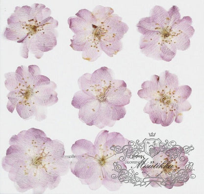 12 PCS Set (2.5-3.5CM) Pressed Cherry Blossom Dried Flower, Flat Pressed Sakura Flowers, Pressed Dried Flower, Pressed Cherry Blossom Flower