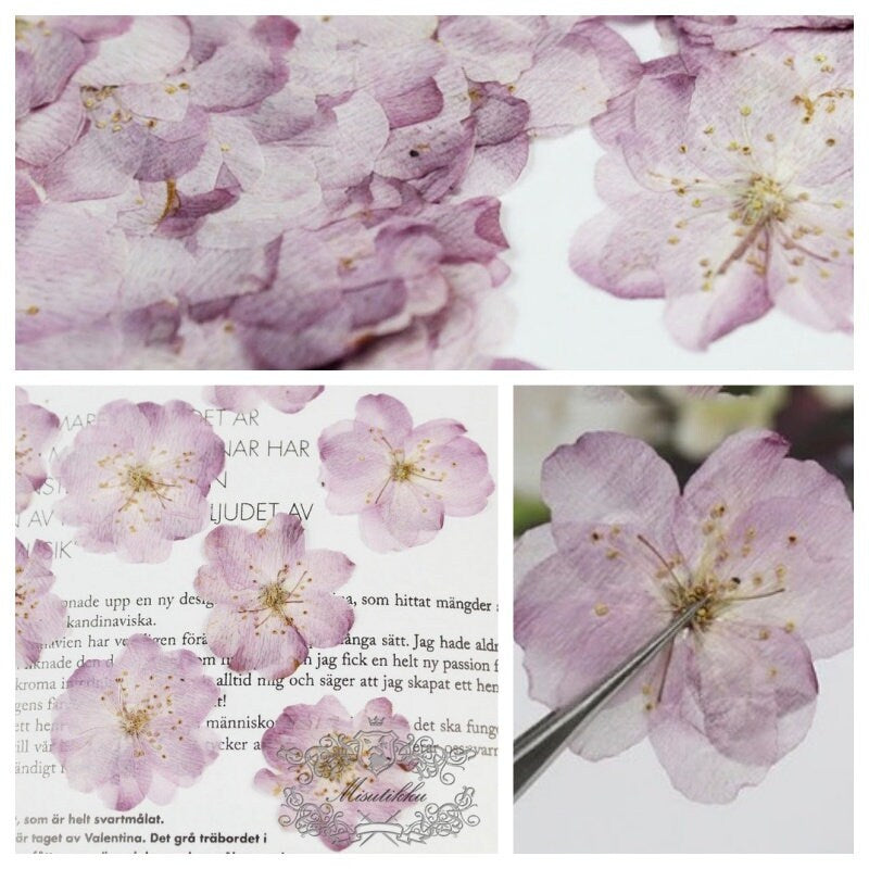 12 PCS Set (2.5-3.5CM) Pressed Cherry Blossom Dried Flower, Flat Pressed Sakura Flowers, Pressed Dried Flower, Pressed Cherry Blossom Flower