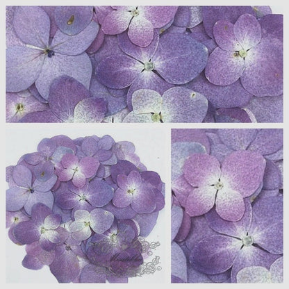 20 PCS Set (3-5CM) Pressed Hydrangea Dried Flower, Large Natural Purple Hydrangea Flower, Pressed Hydrangea Flowers, Real Dried Flat Flower