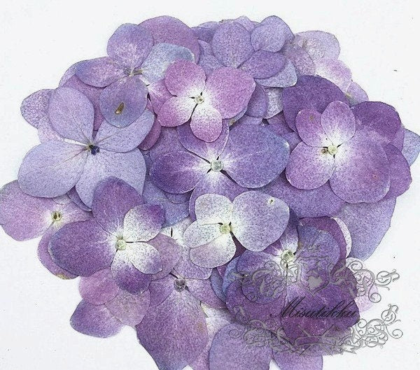 20 PCS Set (3-5CM) Pressed Hydrangea Dried Flower, Large Natural Purple Hydrangea Flower, Pressed Hydrangea Flowers, Real Dried Flat Flower