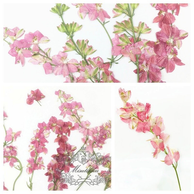 6 PCS Set (7-10CM) Pressed Dried Flowers Stems, Real Pressed Pink Flowers, Flat Dried Pressed Flower Stems, Preserved Pink Dried Flower