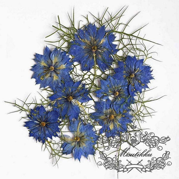 12 PCS/Set (3.5-5CM) Dried Pressed Flowers, Dried Blue Nigella Flower , Pressed Blue Dried Flowers, Real Blue Flower, Pressed Flat Flowers