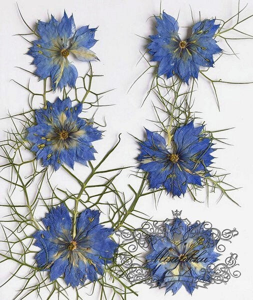 12 PCS/Set (3.5-5CM) Dried Pressed Flowers, Dried Blue Nigella Flower , Pressed Blue Dried Flowers, Real Blue Flower, Pressed Flat Flowers