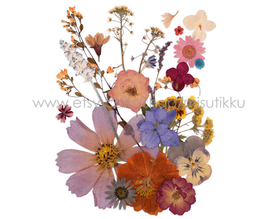 20 PC SAMPLE PACK Dried Pressed Flowers, Mixed Pressed Dried Flowers Assorted, Preserved Flat Flowers, Real Pressed Dried Flowers Bulk