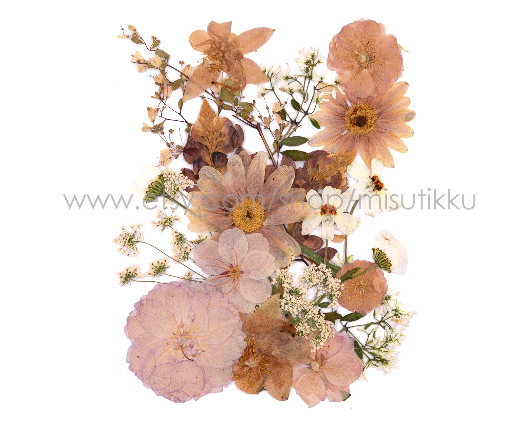 20 PC SAMPLE PACK Dried Pressed Flowers, Mixed Pressed Dried Flowers Assorted, Preserved Flat Flowers, Real Pressed Pink Dried Flowers