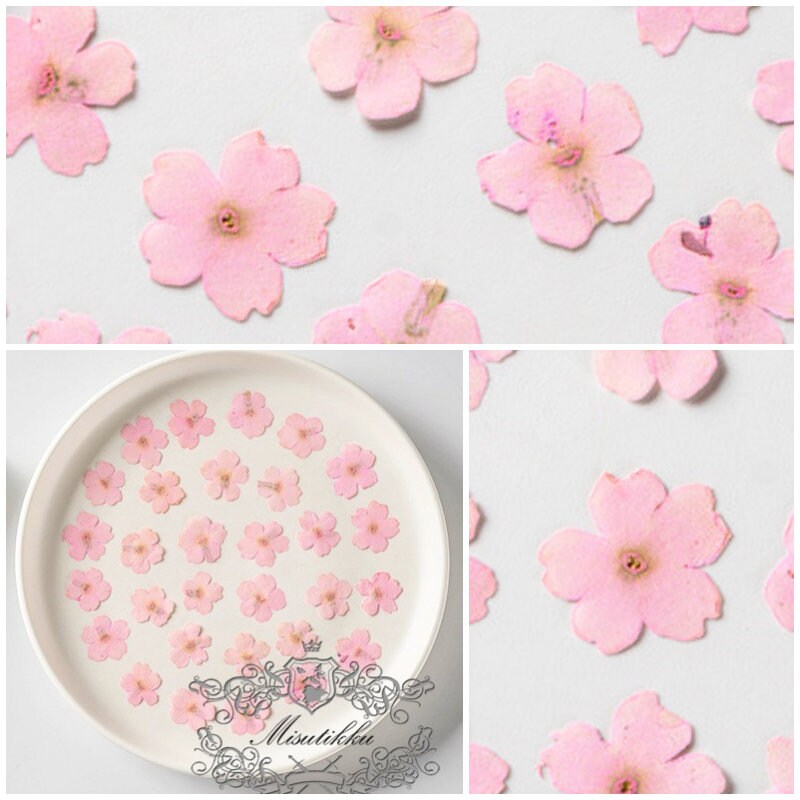 20 PCS/Set (3-3.5cm) Pressed Dried Pink Flower, Presed Pink Flat Flowers, Pressed Pink Flower, RealDried Flowers, Preserved Dried Flowers,