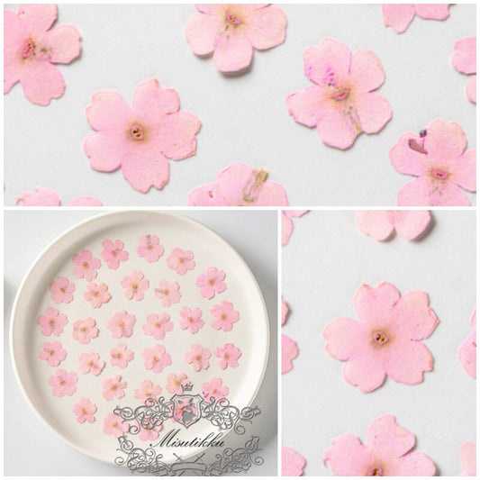 20 PCS/Set (3-3.5cm) Pressed Dried Pink Flower, Presed Pink Flat Flowers, Pressed Pink Flower, RealDried Flowers, Preserved Dried Flowers,