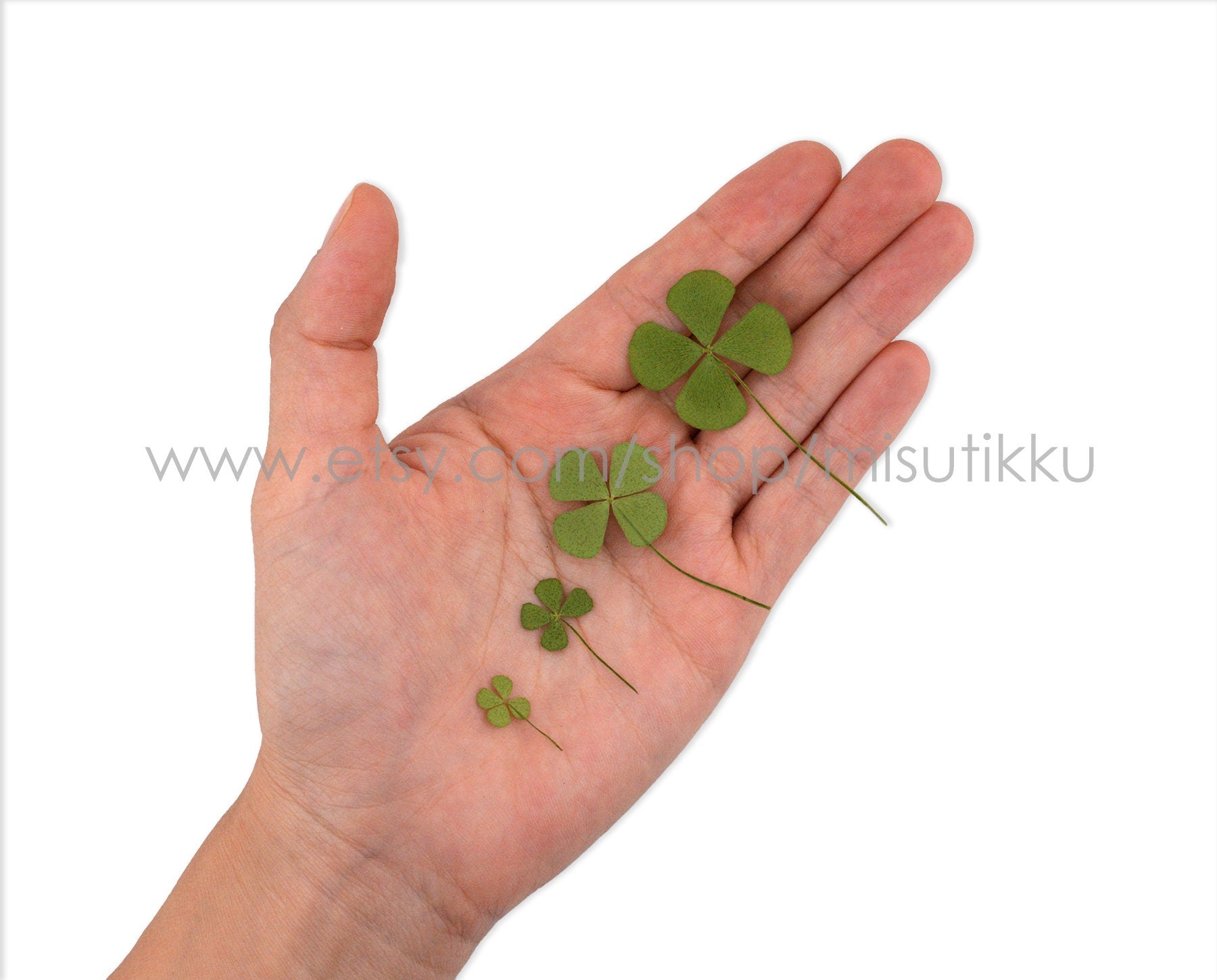 20 PCS /Pack (4 Sizes) Pressed Four Leaves Clover, Preserved Four leaves Clover, Real Dried Four Leaves clover, Dried Pressed Flower Leaves