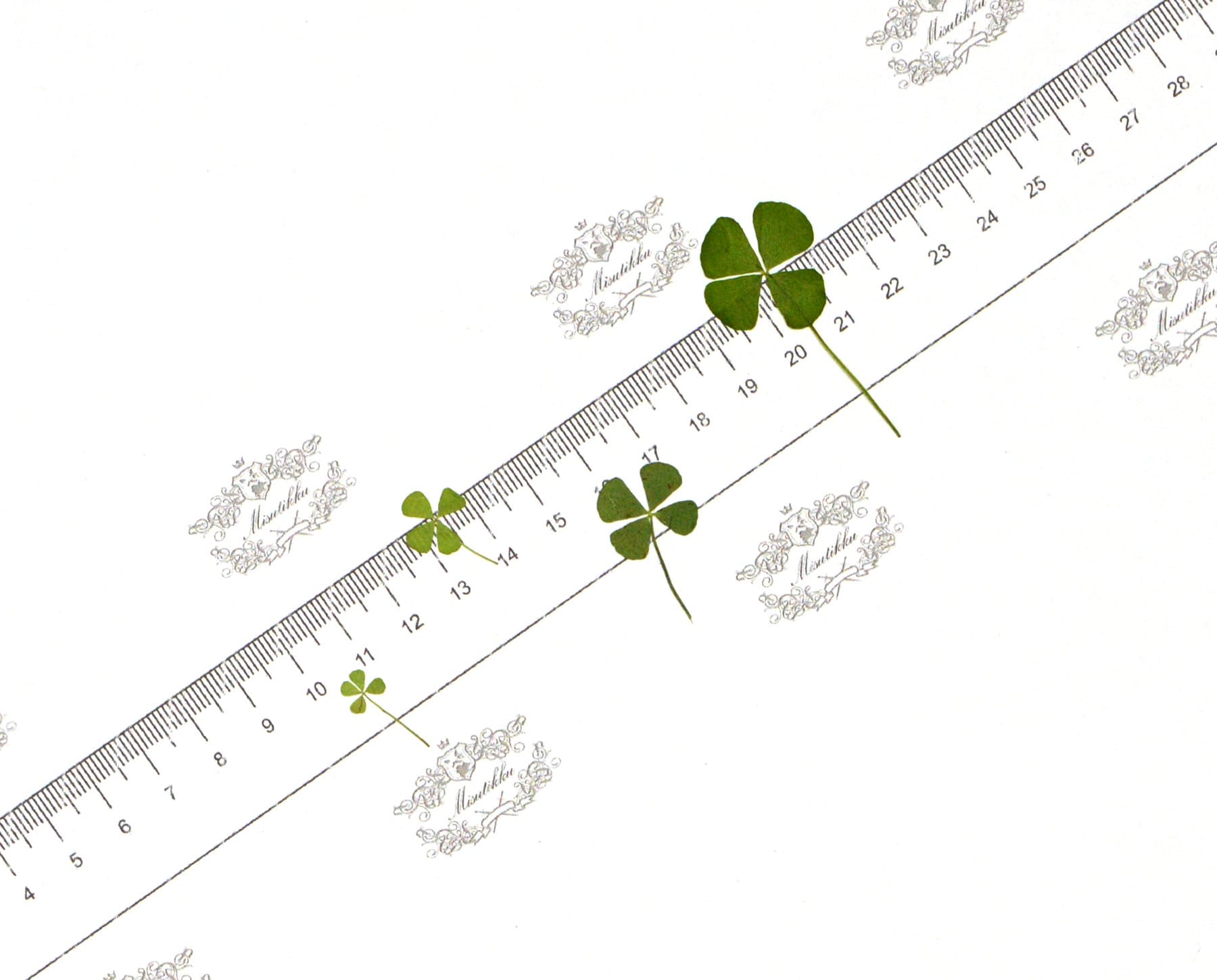 20 PCS Set (4 Sizes) Pressed Four Leaves Clover, Flat Dried Four leaves Clover, Real Four Leaves clover Pressed, Pressed Dried Flower Leaves