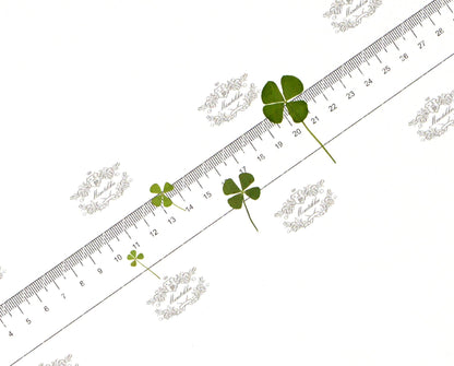 20 PCS Set (4 Sizes) Pressed Four Leaves Clover, Flat Dried Four leaves Clover, Real Four Leaves clover Pressed, Pressed Dried Flower Leaves