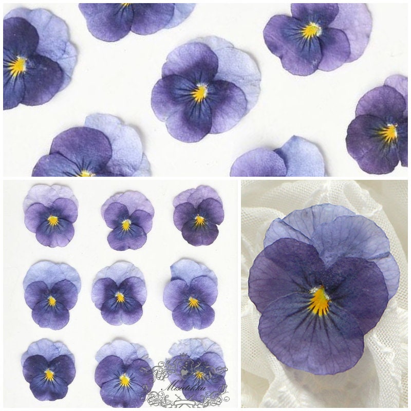 12 PCS set (2-4CM) Pansy Pressed Flowers, Dried Pansies Flower, Pressed Purple Pansy Viola Flower, Real Viola Pansy, Flat Dried Pansies