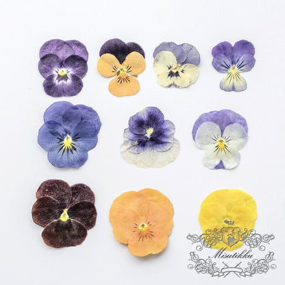 12 PCS/PACK (2-5CM) Pressed Dried Pansy Flowers, Mixed real Pansy Viola Flower, Dried Purple flowers, Flat Blue Pansies Pressed Viola Flower