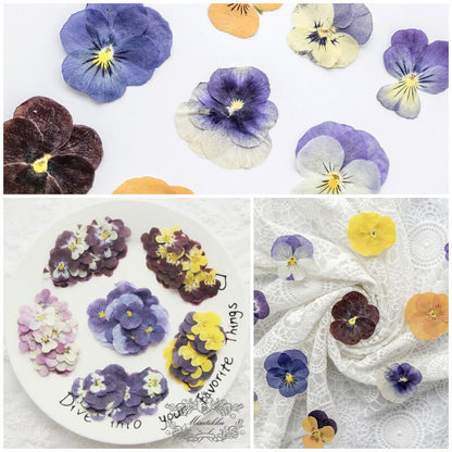 12 PCS/PACK (2-5CM) Pressed Dried Pansy Flowers, Mixed real Pansy Viola Flower, Dried Purple flowers, Flat Blue Pansies Pressed Viola Flower