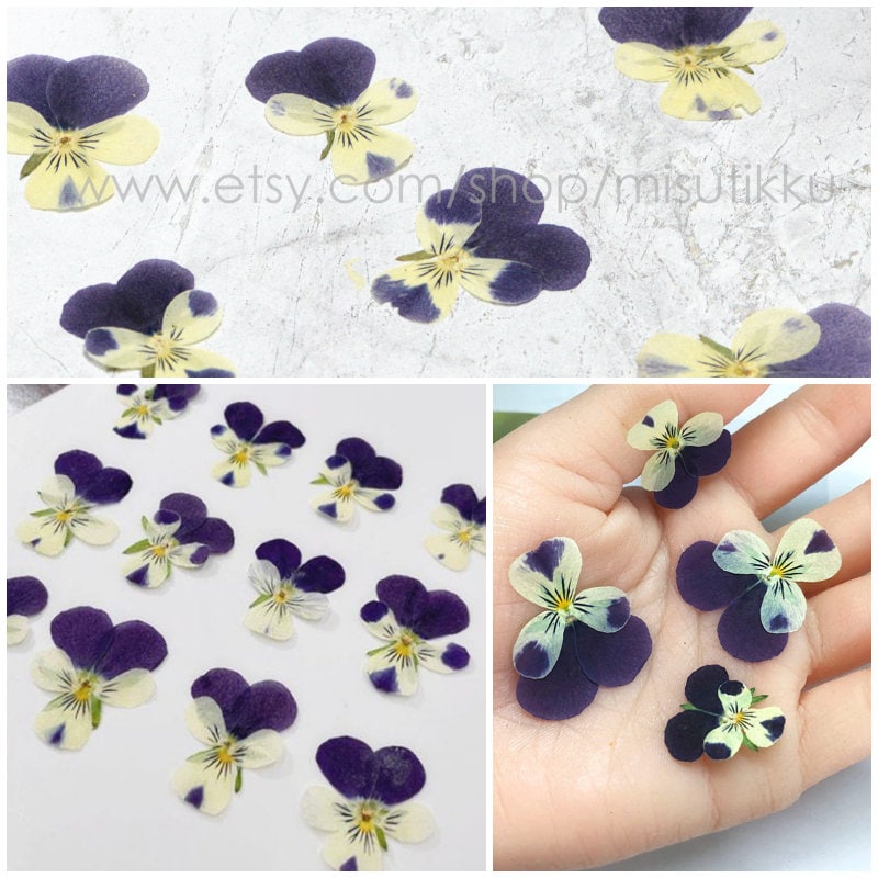 12 PCS set (2-3CM) Pressed Dried Pansy Flowers, Pressed Dried Pansies, Pressed Blue Viola Flower, Real Pressed Viola Pansy, Dried Flat Pansy