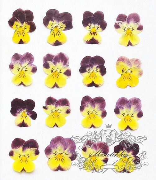 12 PCS set (2-3CM) Pansy Pressed Flowers, Dried Pansy Flower, Pressed Real Pansies Viola Flower, Pressed Viola Pansy, Flat Dried Pansies